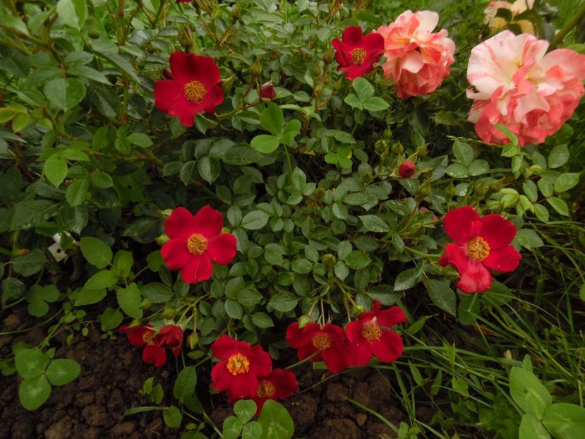  - Tantau Bienenweide Rot