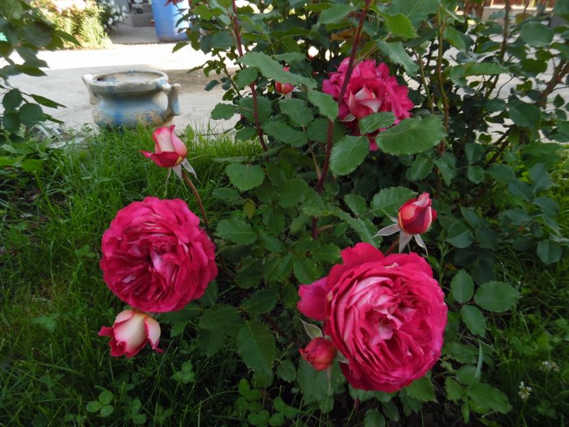  - Dominique Massad Docteur Massad