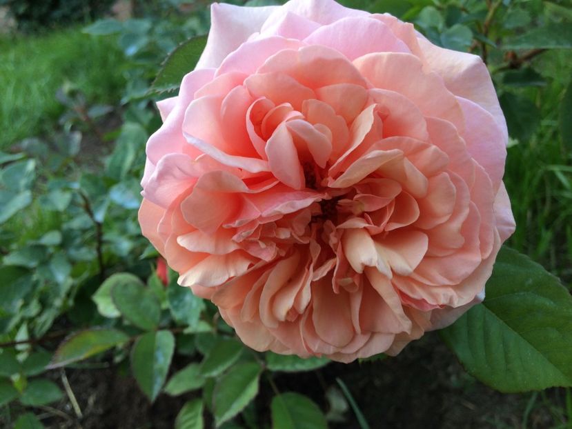 Abraham Darby2 - Abraham Darby