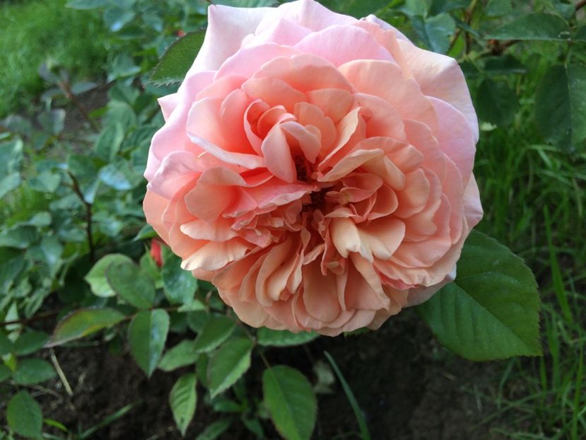 Abraham Darby3 - Abraham Darby