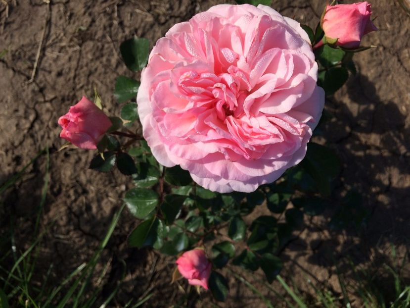 Abraham Darby7 - Abraham Darby