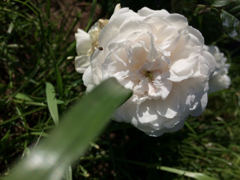 Boule de Neige5 - Boule de Neige