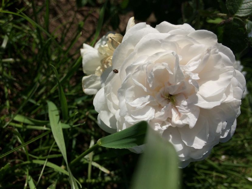 Boule de Neige7 - Boule de Neige