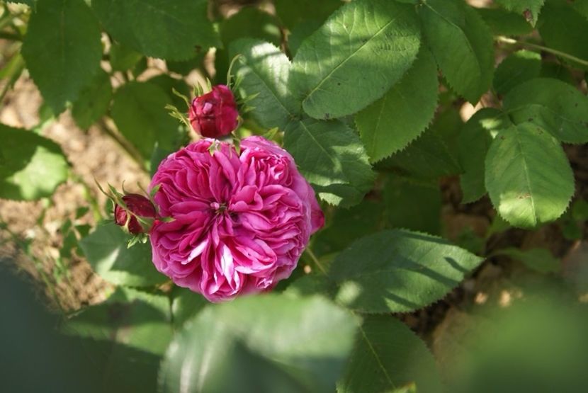 Centifolia Rose - Centifolia Rose