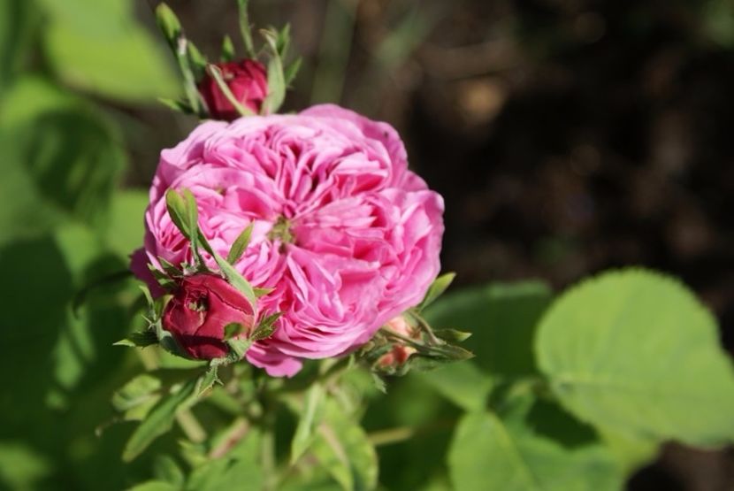 Centifolia Rose2 - Centifolia Rose