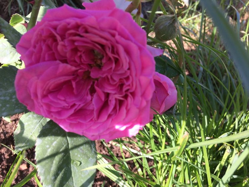 Centifolia Rose5 - Centifolia Rose