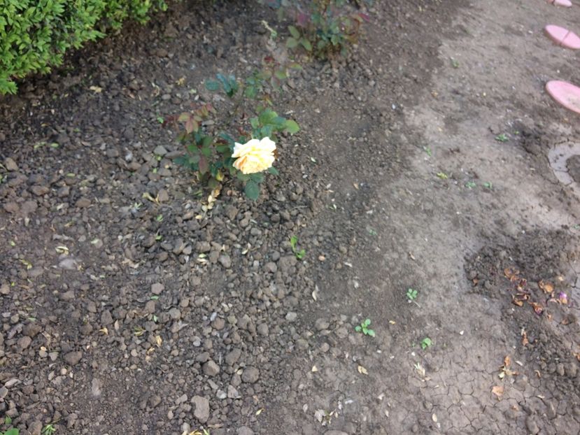 Crown Princess Margareta2 - Crown Princess Margareta