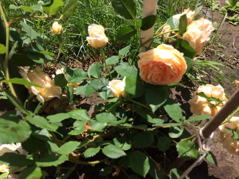 Crown Princess Margareta4 - Crown Princess Margareta