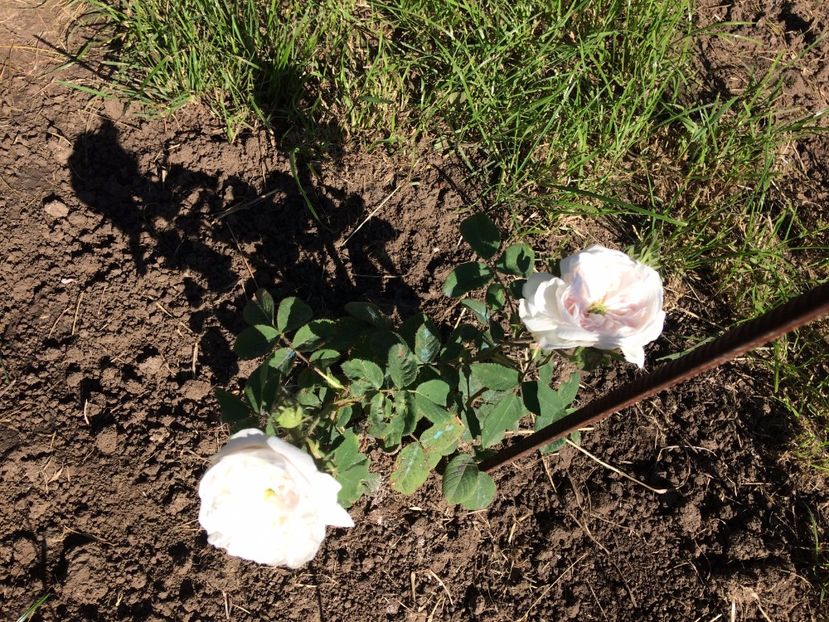 Madame Hardy6 - Madame Hardy