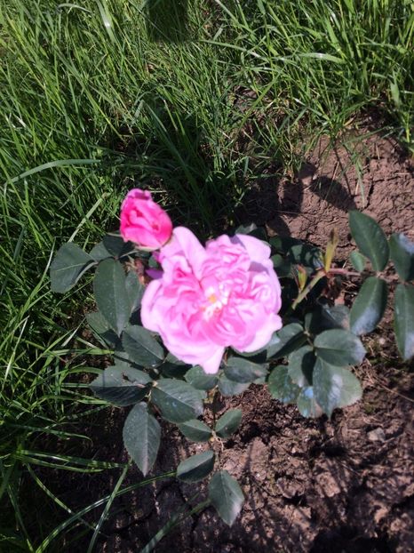 Rose des Peintres4 - Rose des Peintres