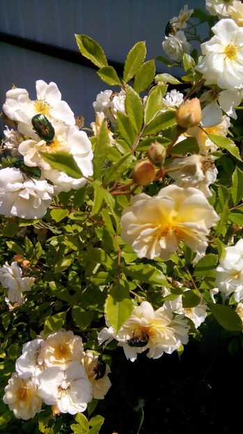  - Ghislaine de Feligonde s