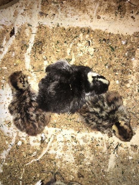  - Potărnichi Comune