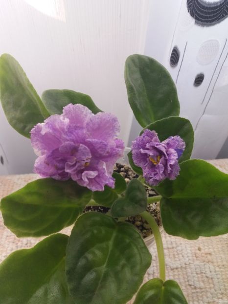 10 iunie - ZZ RS Popurri