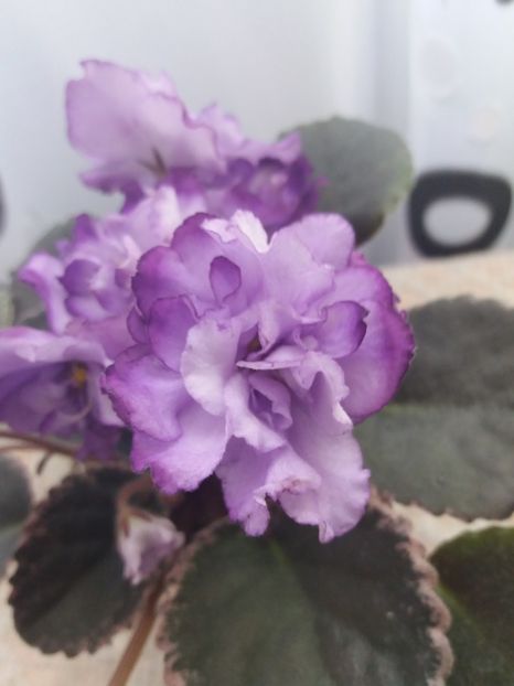 10 iunie - ZZ Buckeye Blushing