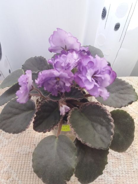 10 iunie - ZZ Buckeye Blushing