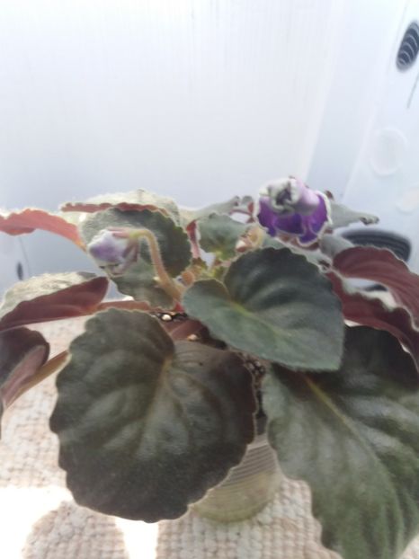 10 iunie - ZZ King s Treasure