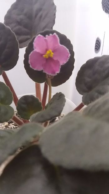 10 iunie - ZZ Ode To Beauty