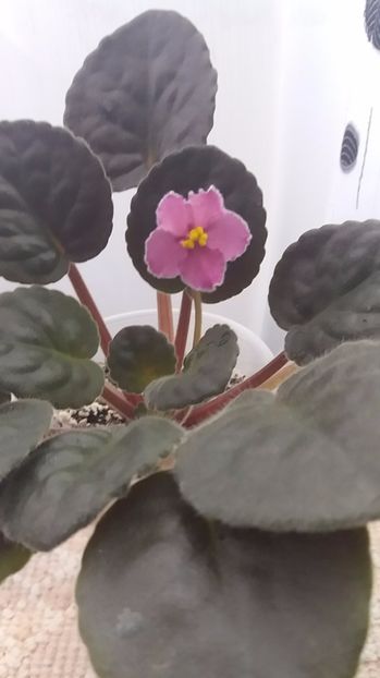 10 iunie - ZZ Ode To Beauty