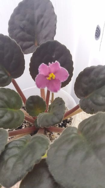 10 iunie - ZZ Ode To Beauty