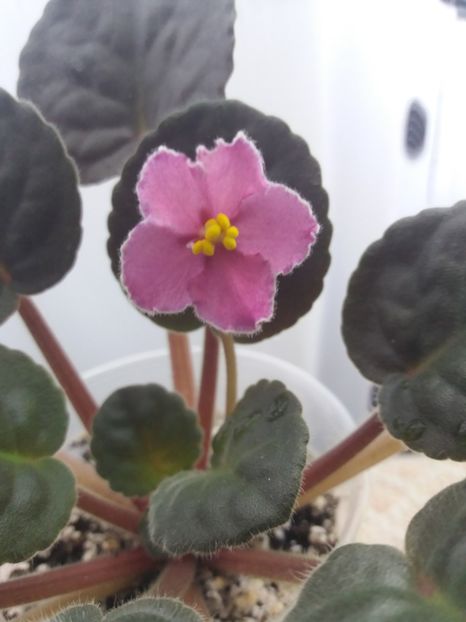 10 iunie - ZZ Ode To Beauty