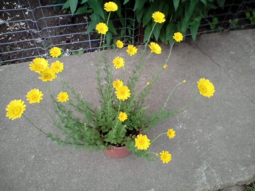  - Anthemis tinctoria Kelwayi