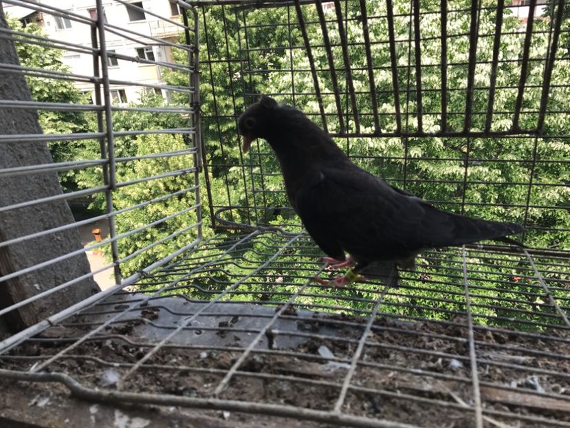  - Pui Zburator Beograd