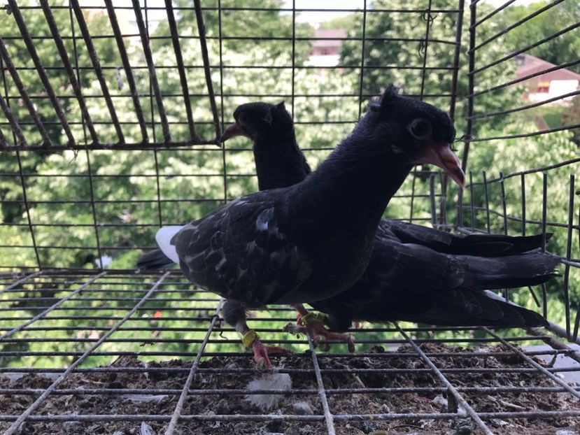  - Pui Zburator Beograd