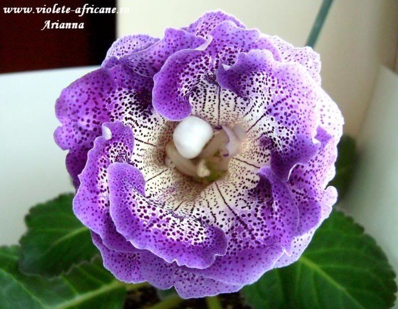 koketka Blue  = gasita - Gloxinii pe care doresc sa le recuperez