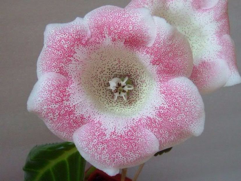 Tigrina Pink = gasita - Gloxinii pe care doresc sa le recuperez
