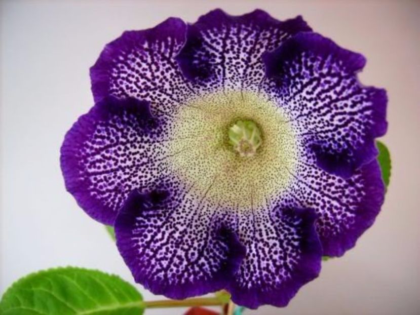 Tigrina Viola - Gloxinii pe care doresc sa le recuperez
