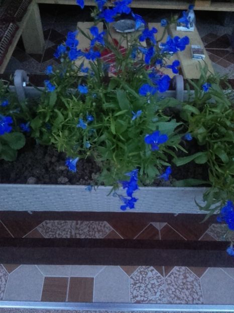 lobelia in jardiniere luata de la piata - flori 2017
