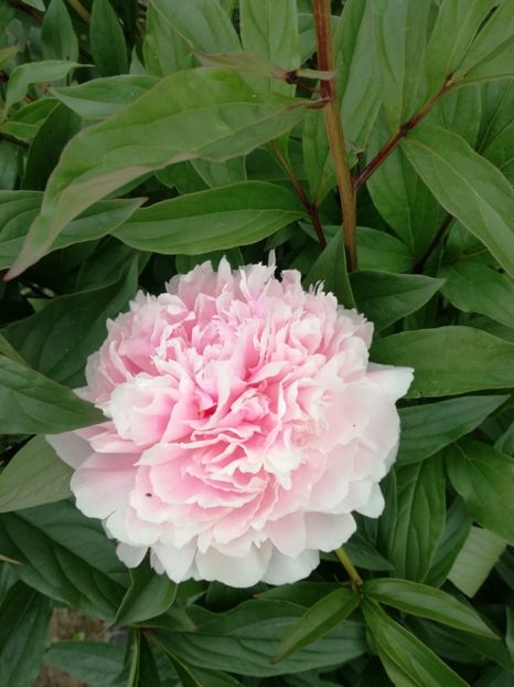  - Bujorei frumusei 2017