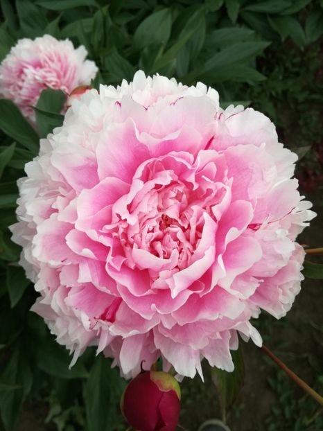  - Bujorei frumusei 2017