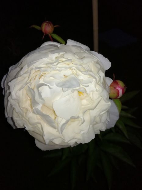  - Bujorei frumusei 2017