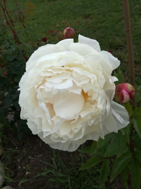  - Bujorei frumusei 2017