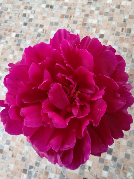  - Bujorei frumusei 2017