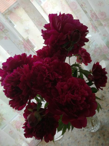  - Bujorei frumusei 2017