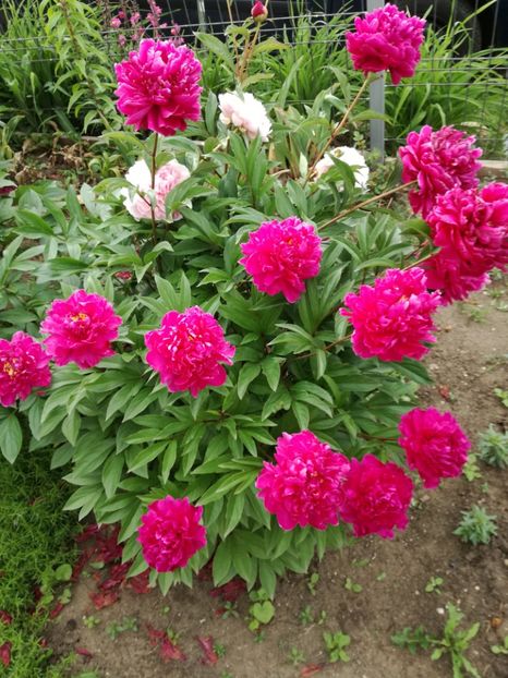  - Bujorei frumusei 2017