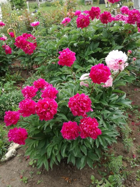  - Bujorei frumusei 2017