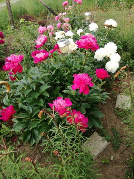  - Bujorei frumusei 2017