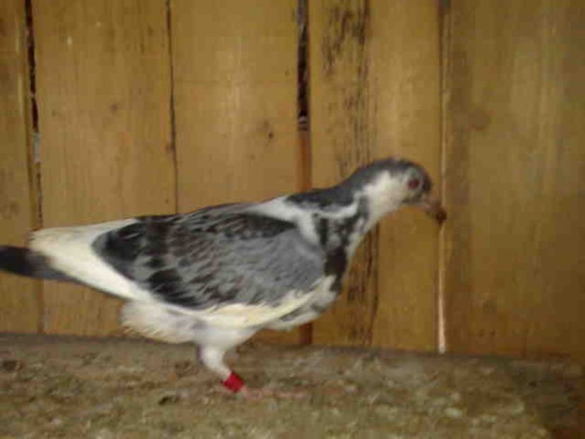  - Pui 2017-2018 -2019-2020 -2021-matca-doici-vind aproape tot lotul