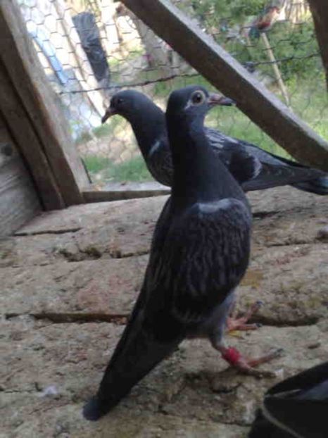  - Pui 2017-2018 -2019-2020 -2021-matca-doici-vind aproape tot lotul