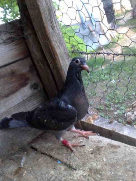  - Pui 2017-2018 -2019-2020 -2021-matca-doici-vind aproape tot lotul