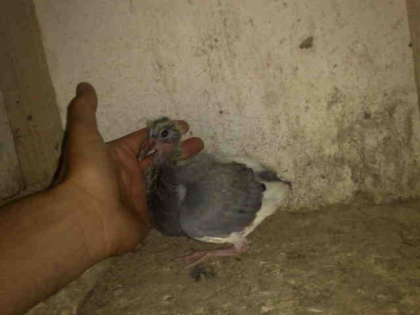  - Pui 2017-2018 -2019-2020 -2021-matca-doici-vind aproape tot lotul