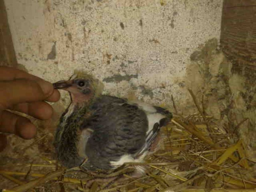  - Pui 2017-2018 -2019-2020 -2021-matca-doici-vind aproape tot lotul