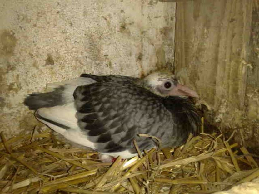  - Pui 2017-2018 -2019-2020 -2021-matca-doici-vind aproape tot lotul