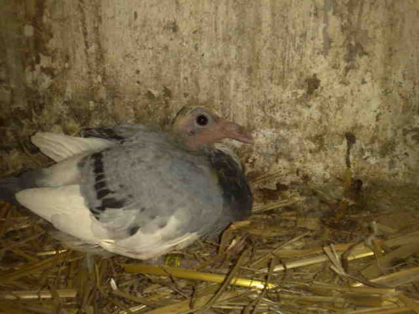  - Pui 2017-2018 -2019-2020 -2021-matca-doici-vind aproape tot lotul