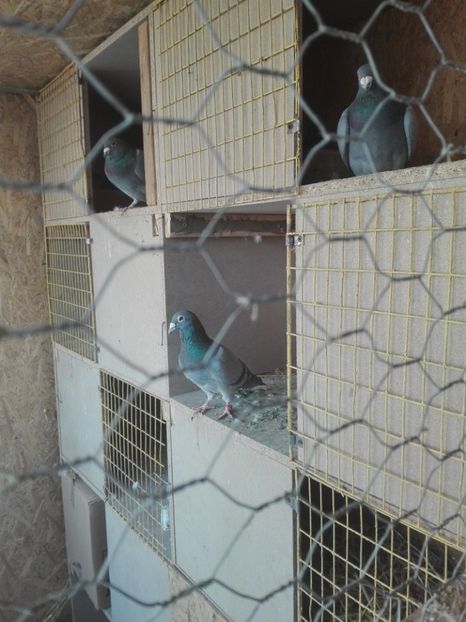  - Porumbeii de matca voliera veche