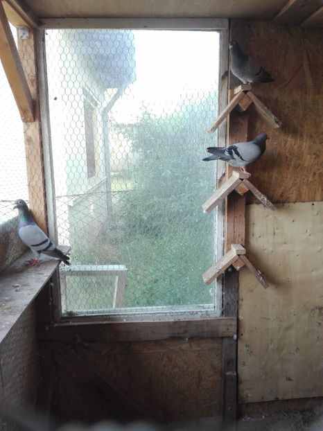  - Porumbeii de matca voliera veche