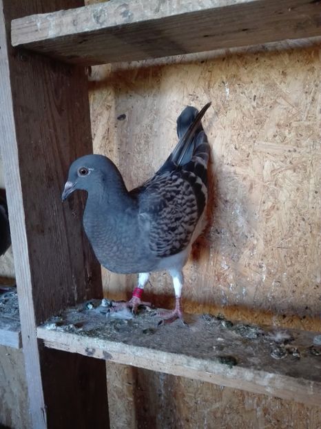  - Porumbeii de matca voliera veche